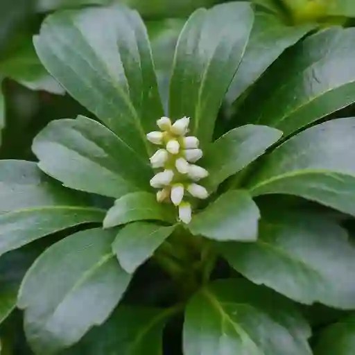 Plant FAQs Pachysandra