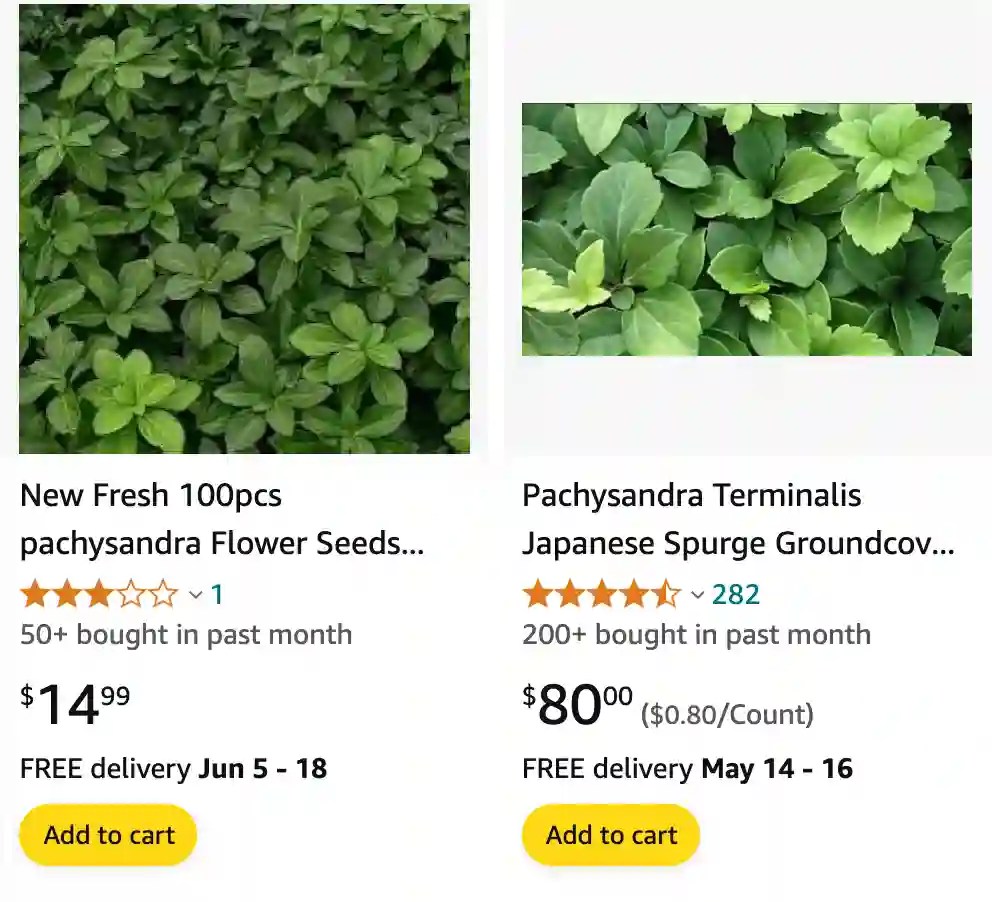 Plant FAQs Pachysandra