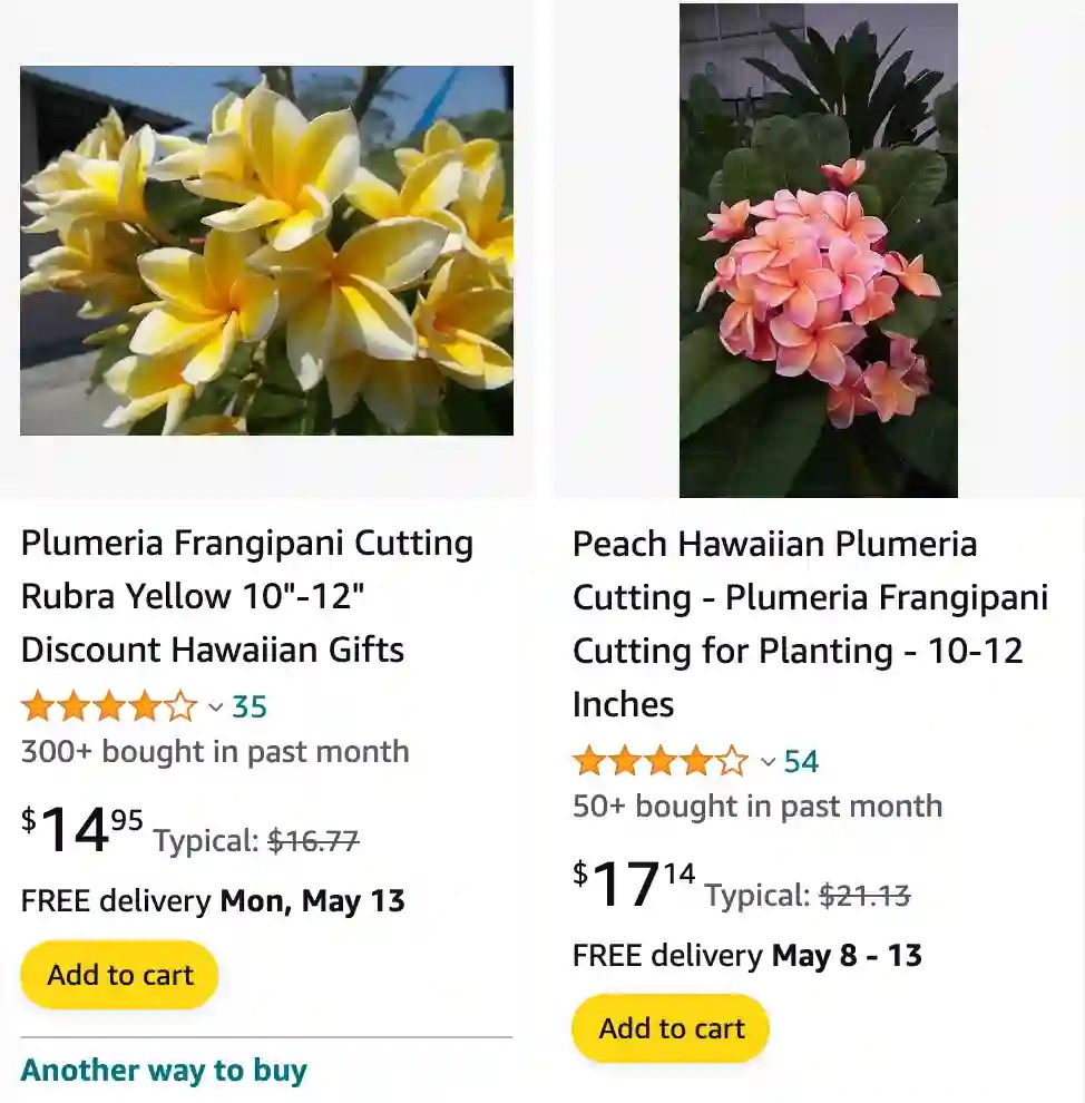 Plant FAQs Plumeria