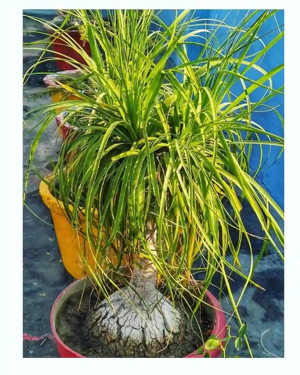 Plant FAQs Ponytail Palm