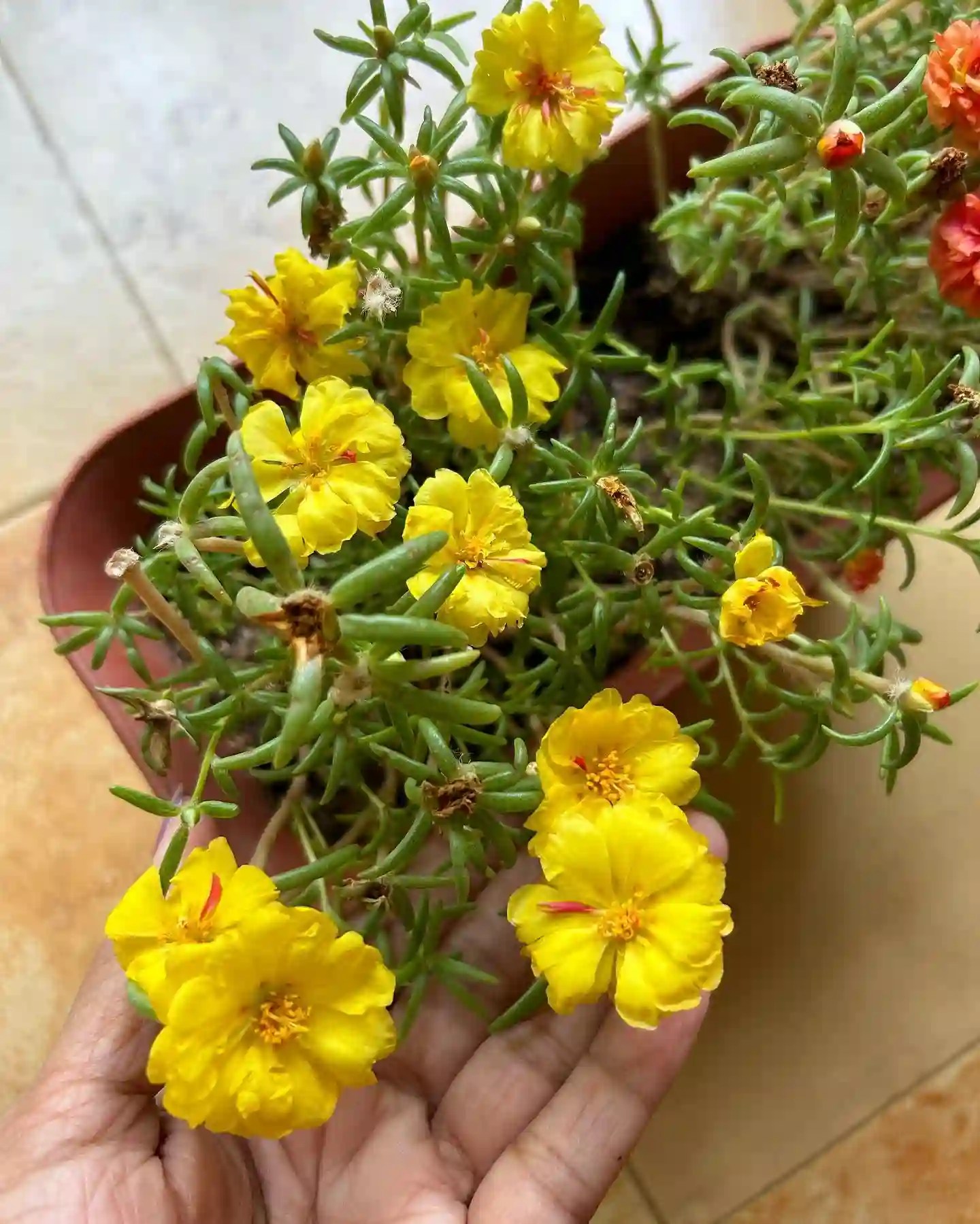 Plant FAQs Portulaca