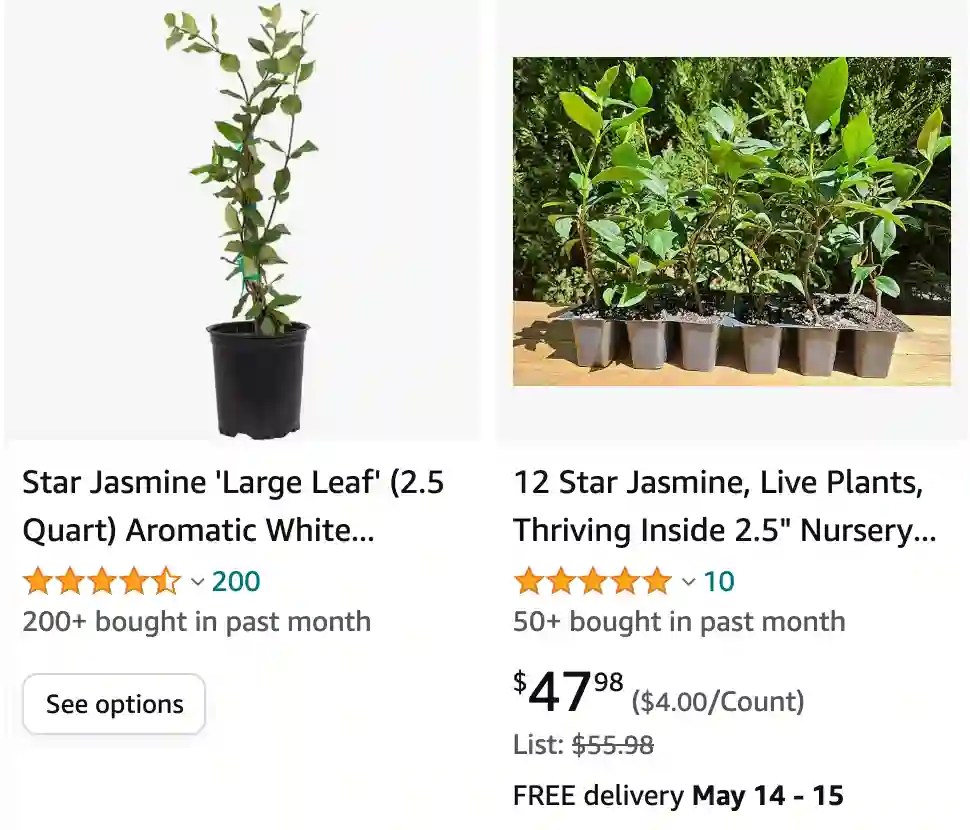 Plant FAQs Star Jasmine