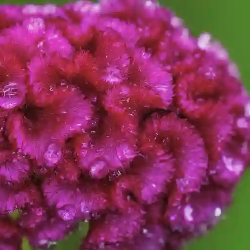 Plant FAQs Celosia