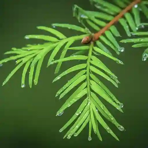 Plant FAQs Hemlock Tree