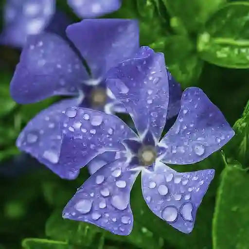 Plant FAQs Periwinkle