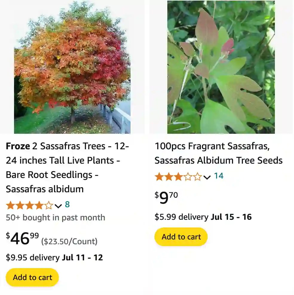 Plant FAQs Sassafras