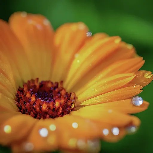 Plant FAQs Calendula