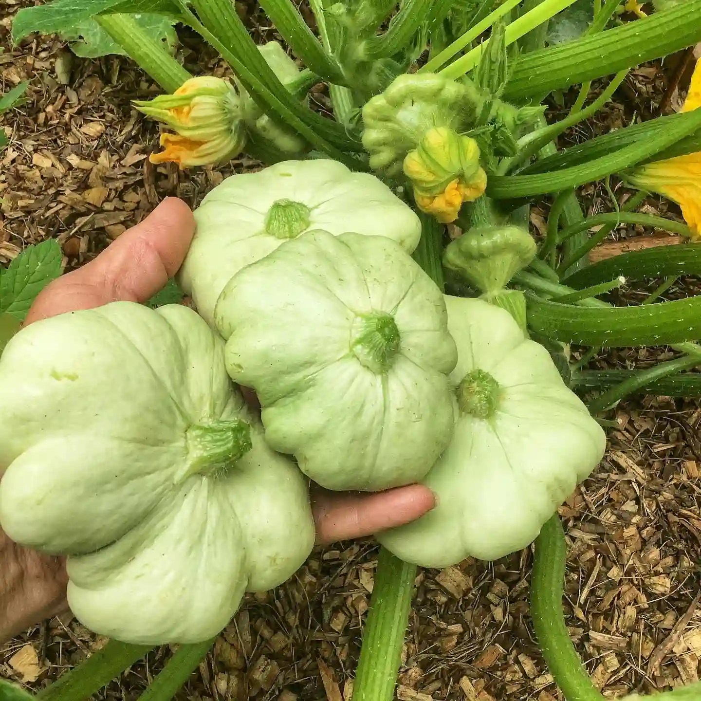 Plant FAQs Patty Pan Squash