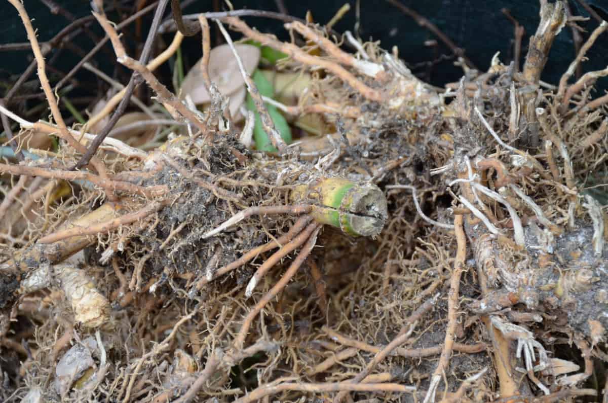 4 Plants Not To Grow Near Your Monstera