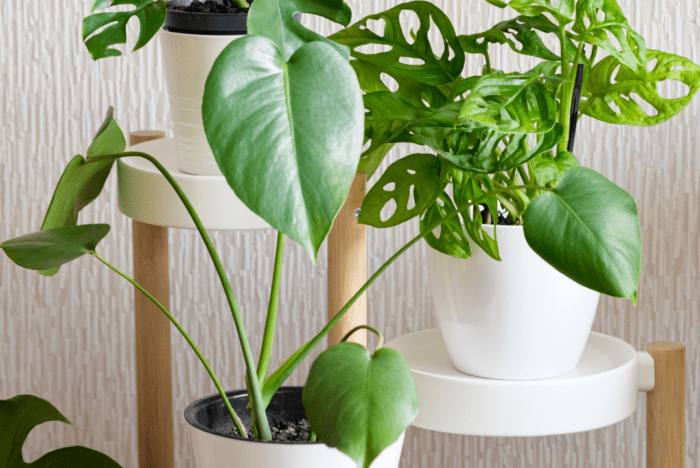 Claire Akin Monstera Plant Expert