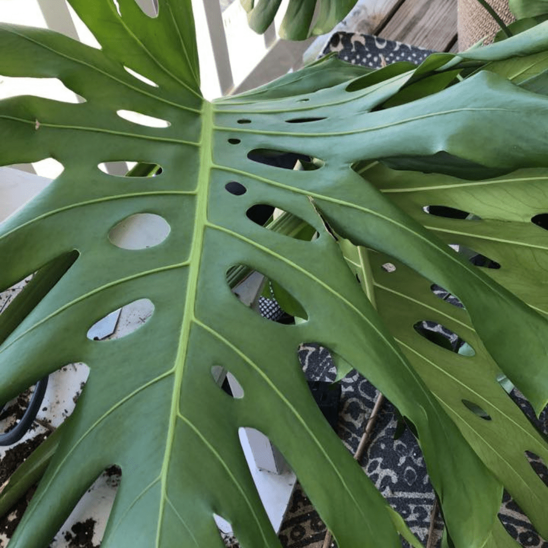 Monstera Care Why Are My Monstera Leaves Curling?