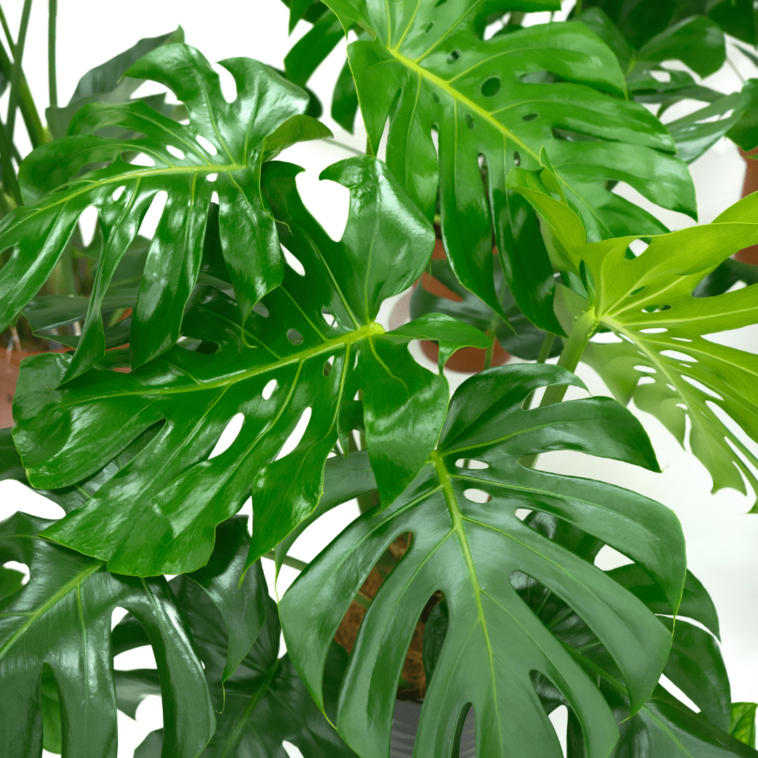 Monstera Care Why Are My Monstera Leaves Curling?