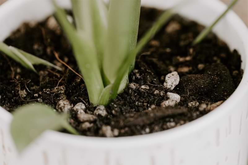 What pH Level Is Best for Monstera Plants? Monstera Plant Resource