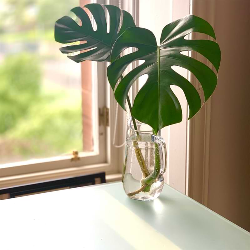 Monstera Plant Care How to Care for Monstera Aerial Roots