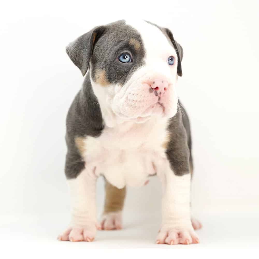 XL Pitbulls & XL Bullies Puppies. Blue Nose Pits Monster Bully Kennels