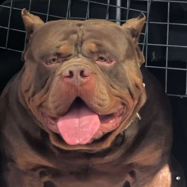 Breedings Monster Bully Kennels