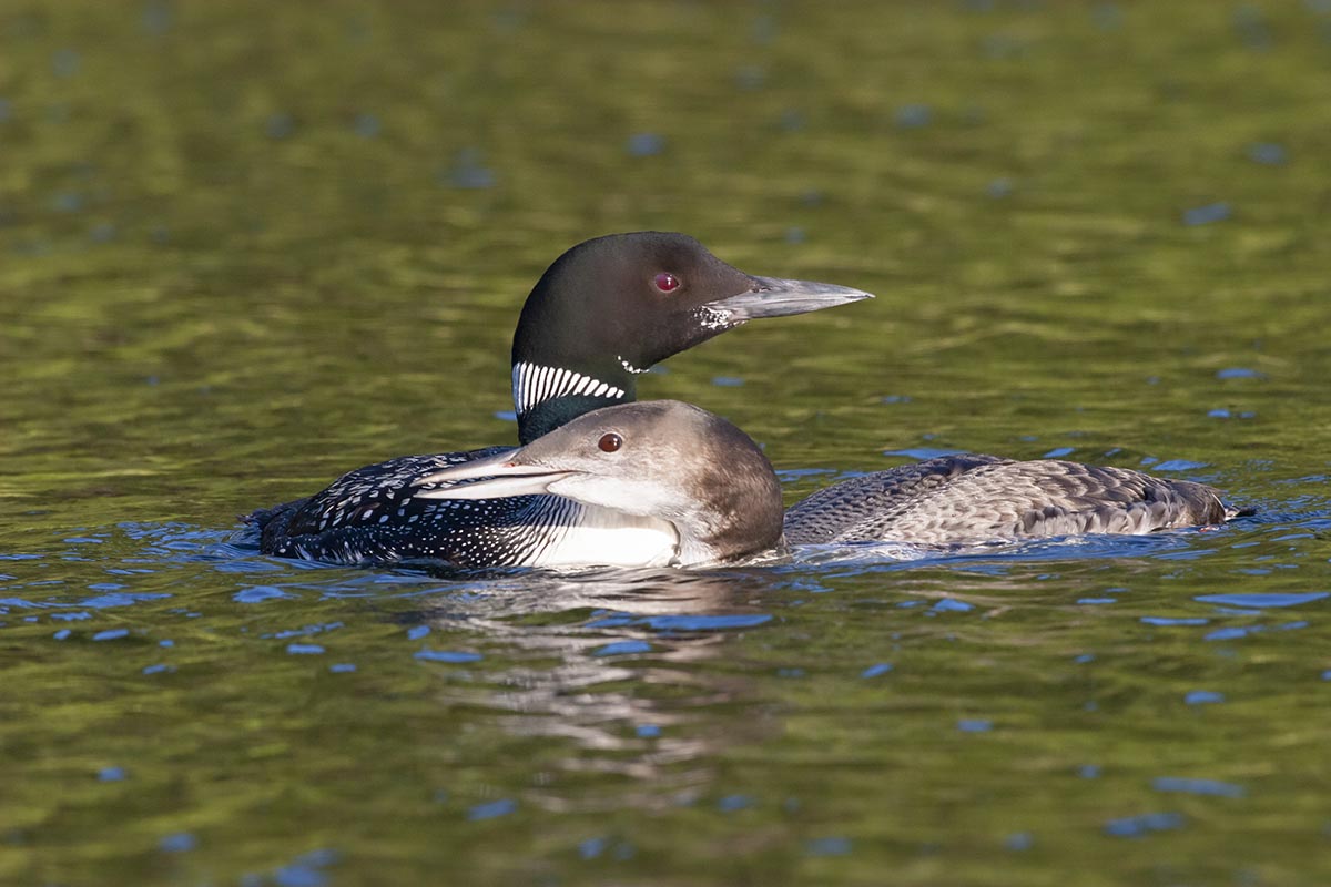 Montana's loon Montana Loons