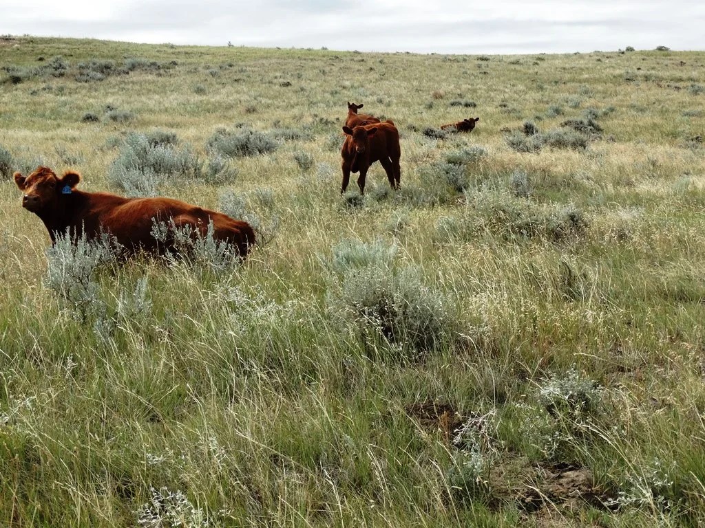 Two SW Ranch 3,300,000 Haxby, MT Montana Farm and Ranch Brokers
