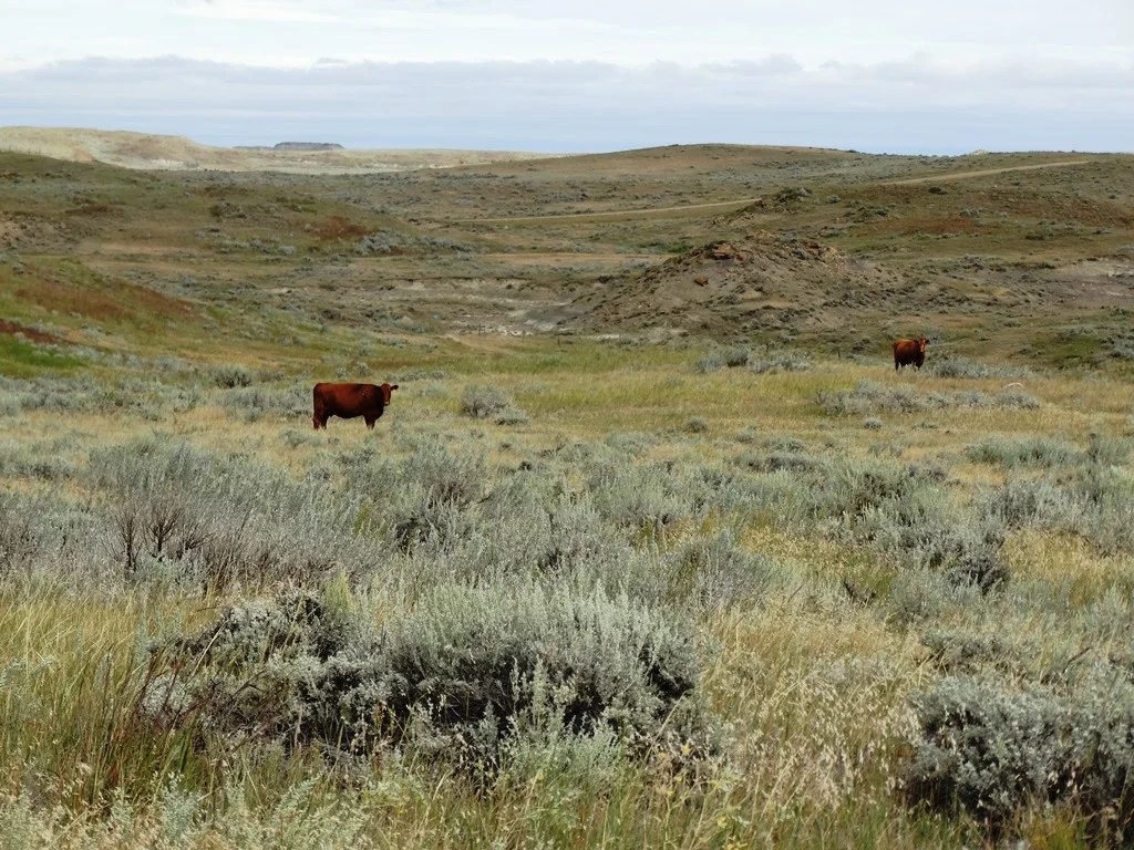 Two SW Ranch 3,300,000 Haxby, MT Montana Farm and Ranch Brokers