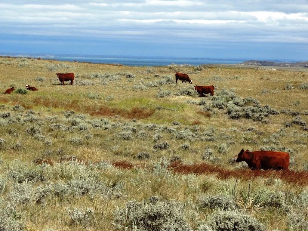 Two SW Ranch 3,300,000 Haxby, MT Montana Farm and Ranch Brokers