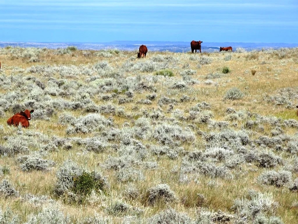 Two SW Ranch 3,300,000 Haxby, MT Montana Farm and Ranch Brokers