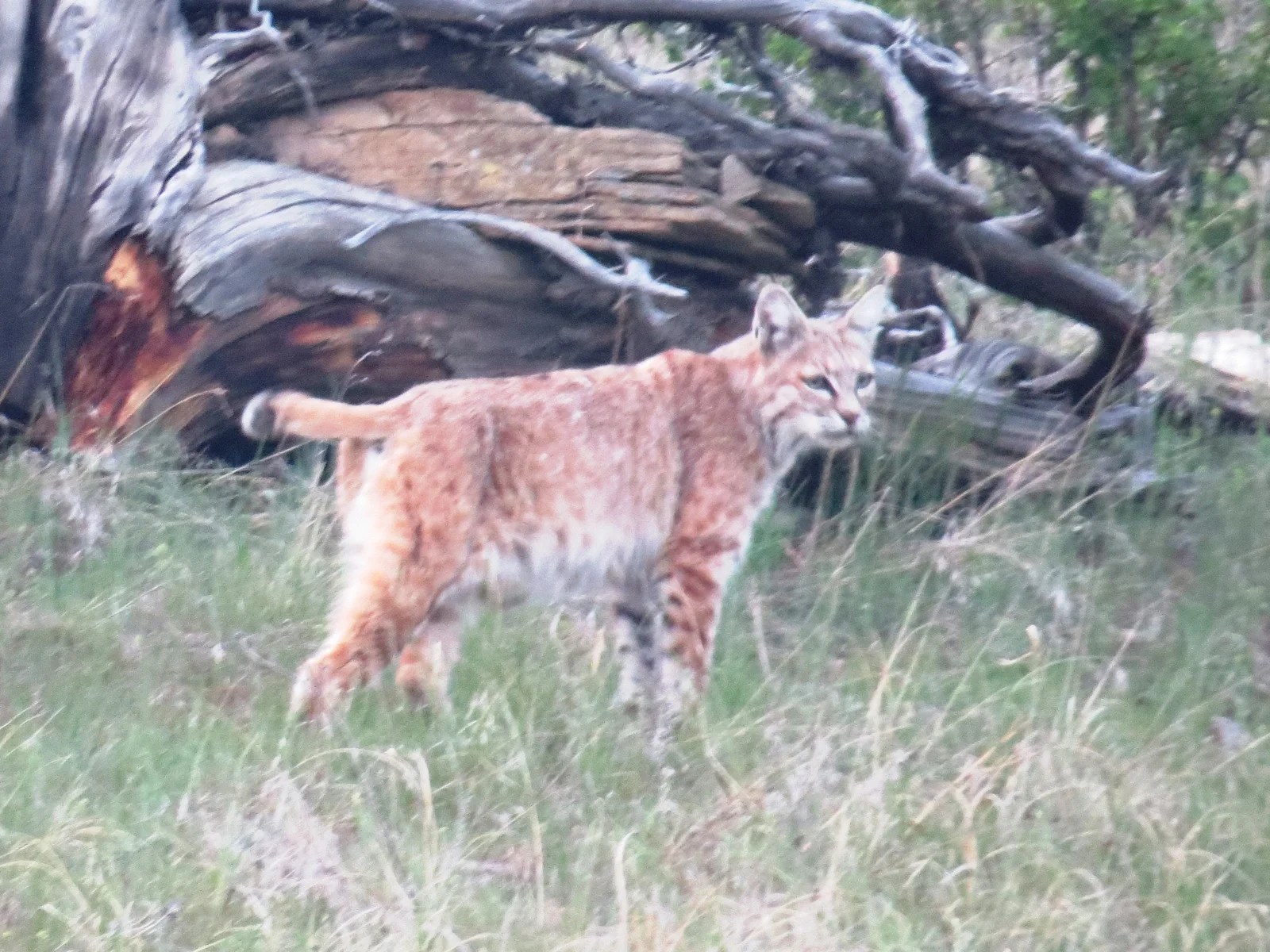 Bull Mountain Horse & Hunting Ranch 499,000 Roundup, MT Montana