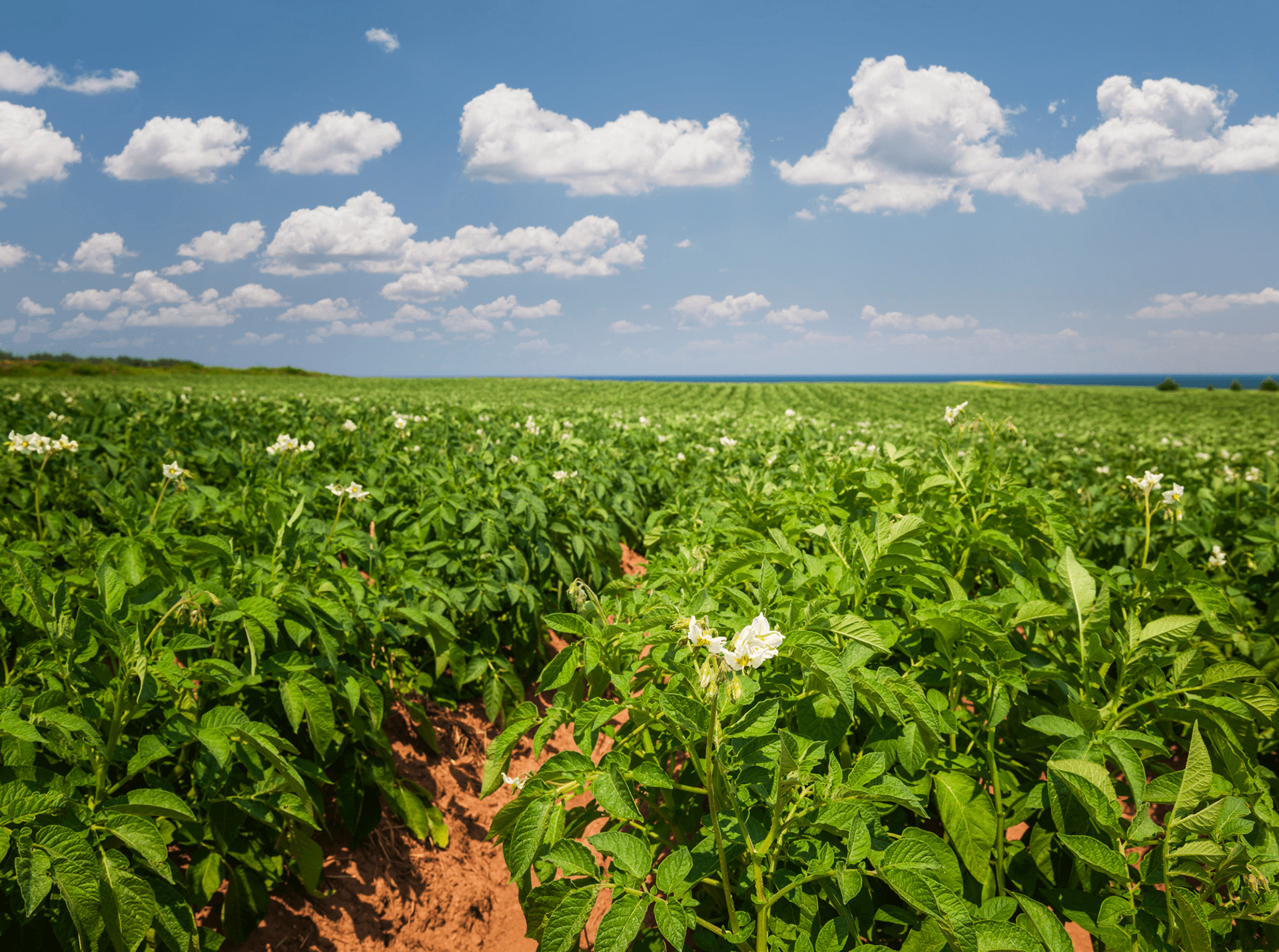 hero Montana Sulphur & Chemical Company