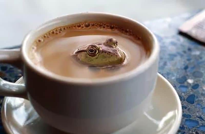 How can coffee do good to frogs? Monte Alegre Coffees