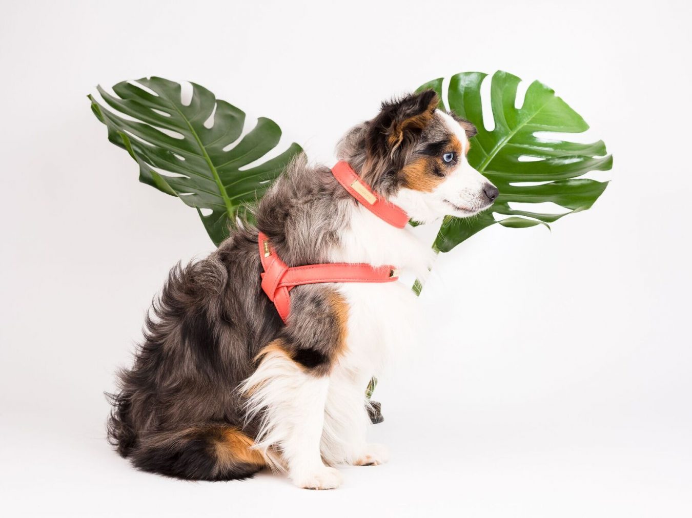 Canadian Dog Accessories MONTECRISTO