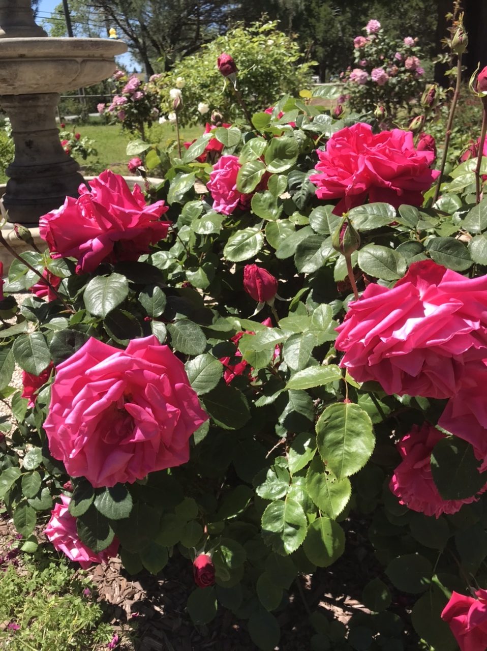 Common Rose Problems and How to Fix Them MonteGatta Farm