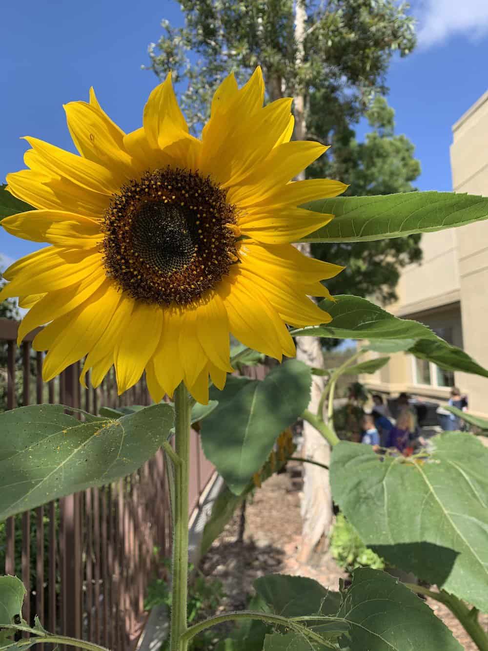 Montessori of Ladera Ranch Montessori of Ladera Ranch