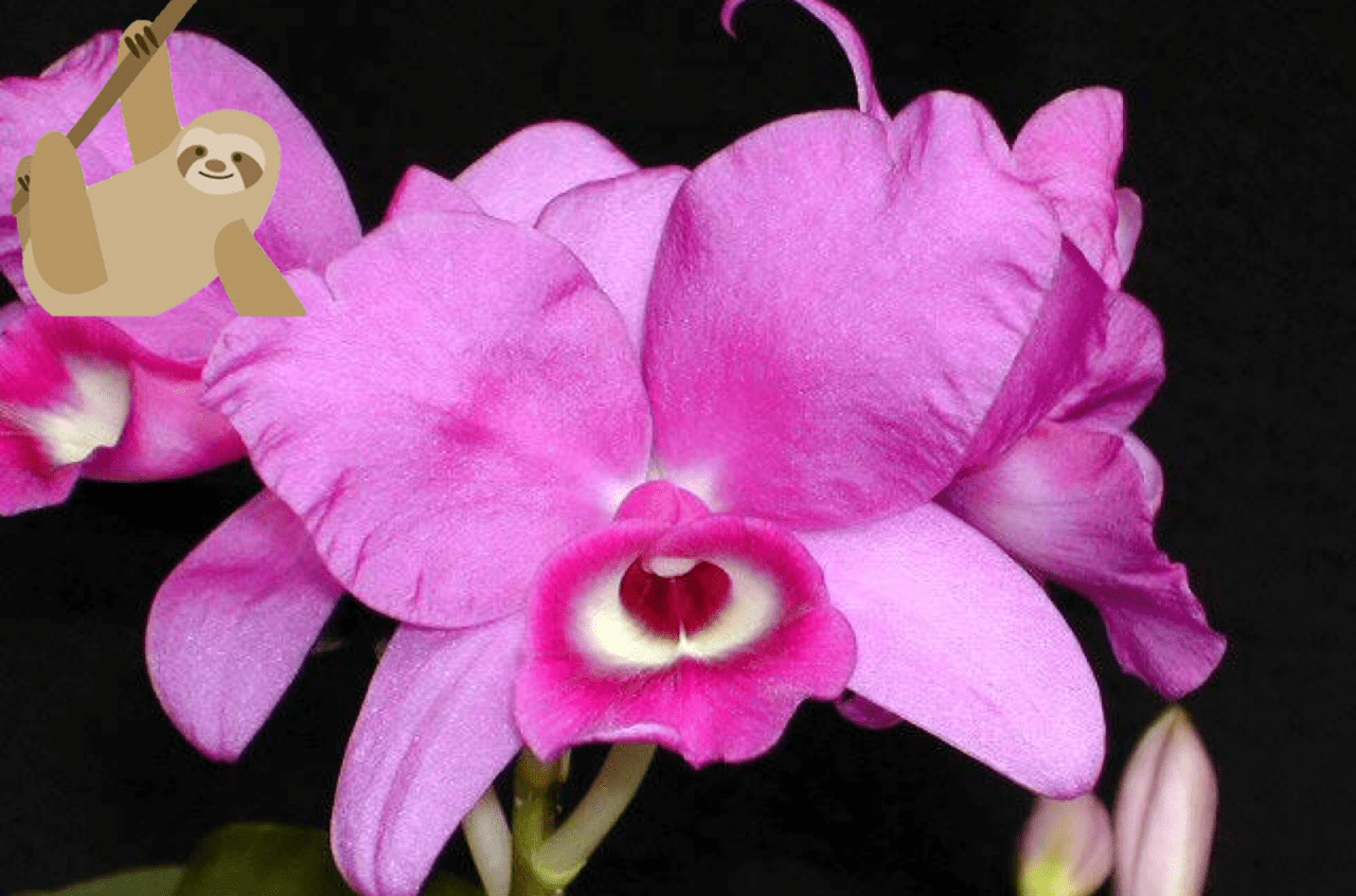 Costa Rica Orchids Orquids are Costa Rica’s national flower.