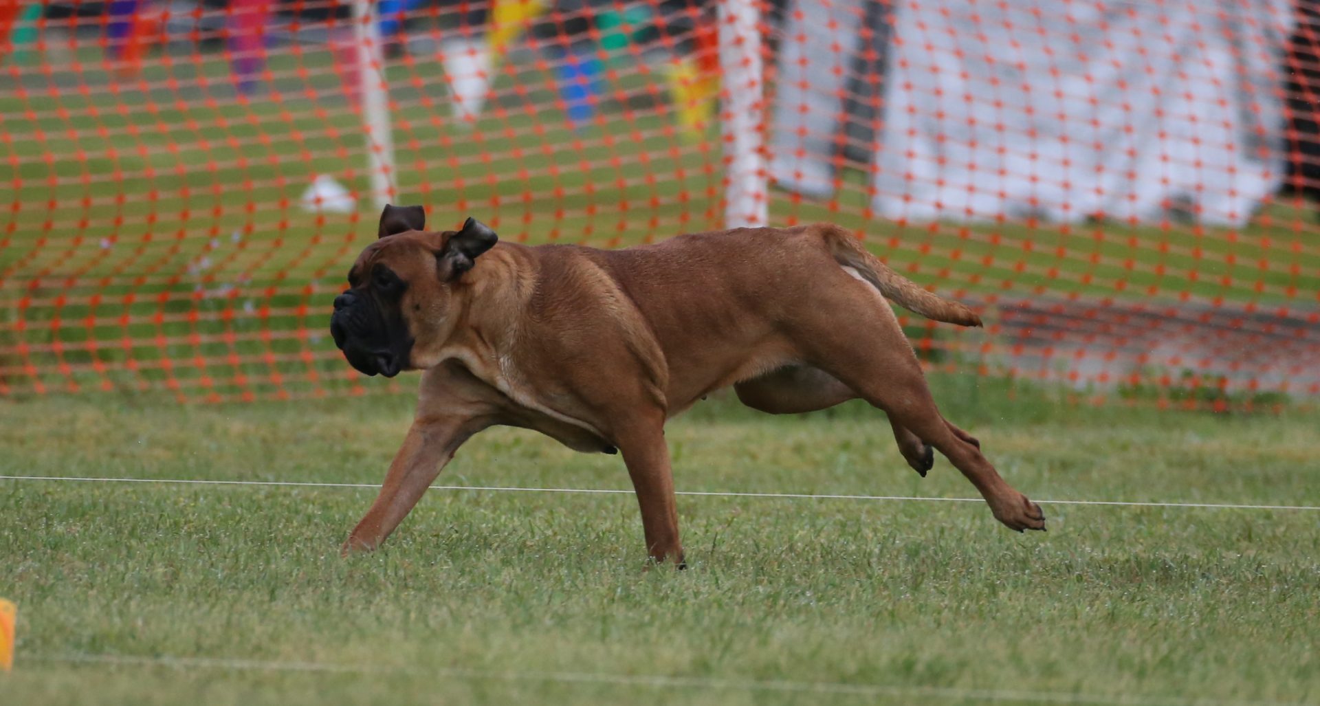 About the MKC Montgomery Kennel Club