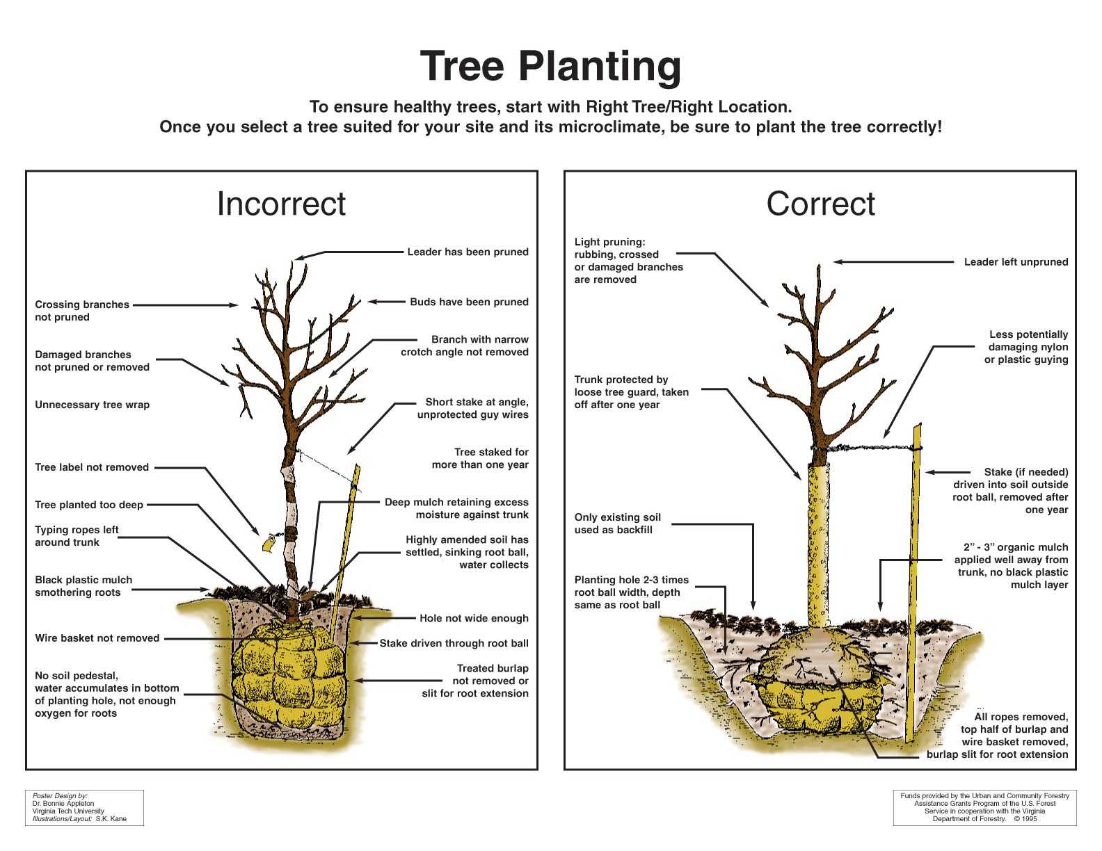 Tree Planting “How To” « Montgomery Trees