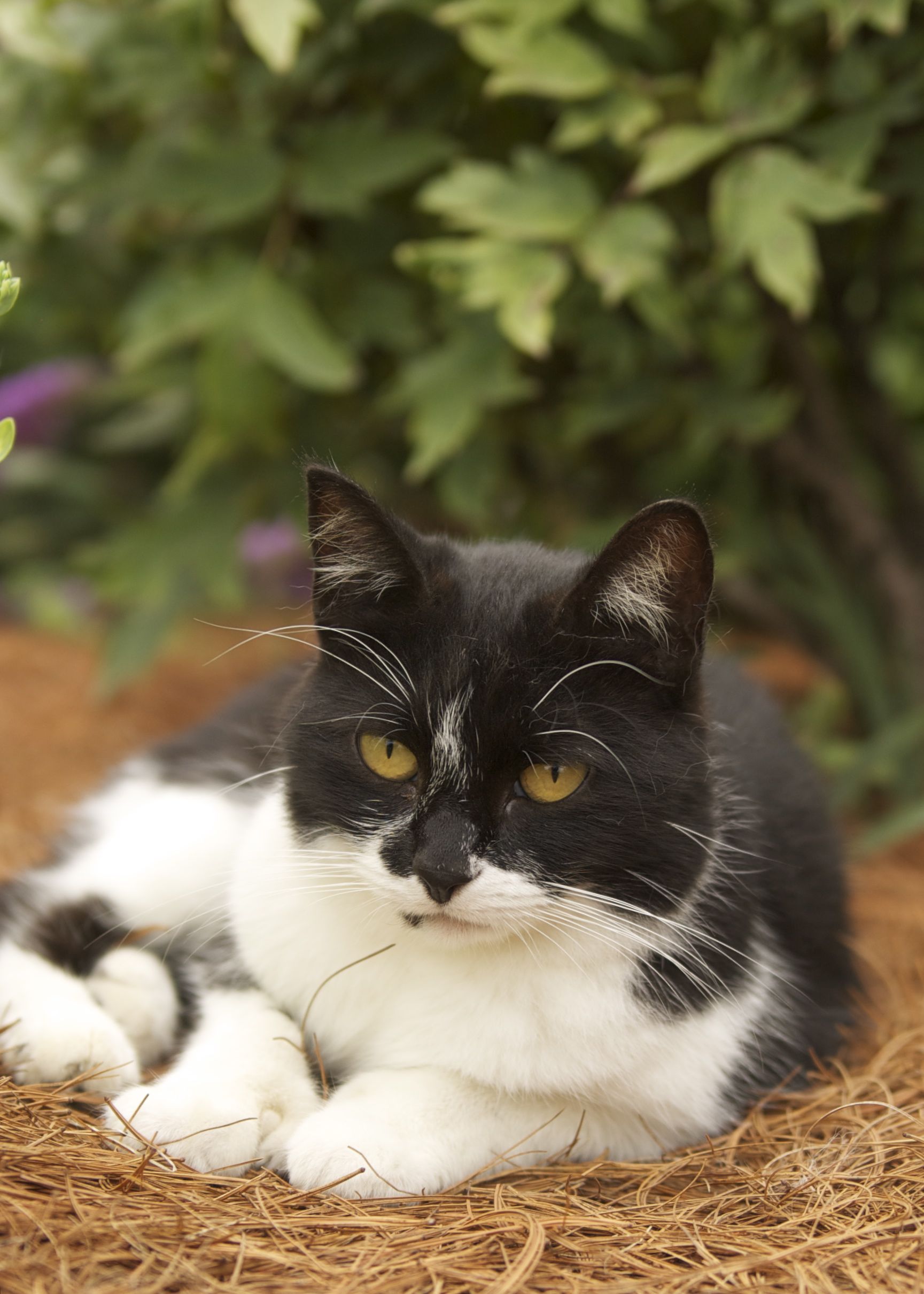 Veterinary Small Animals in Monticello, IA Monticello Veterinary Clinic