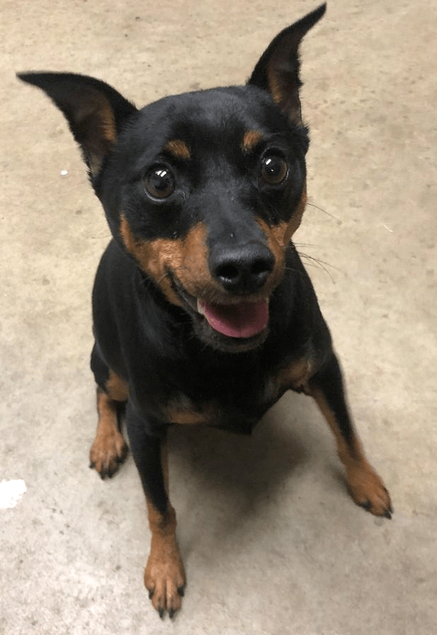 Adoption in Monticello, IA Monticello Veterinary Clinic