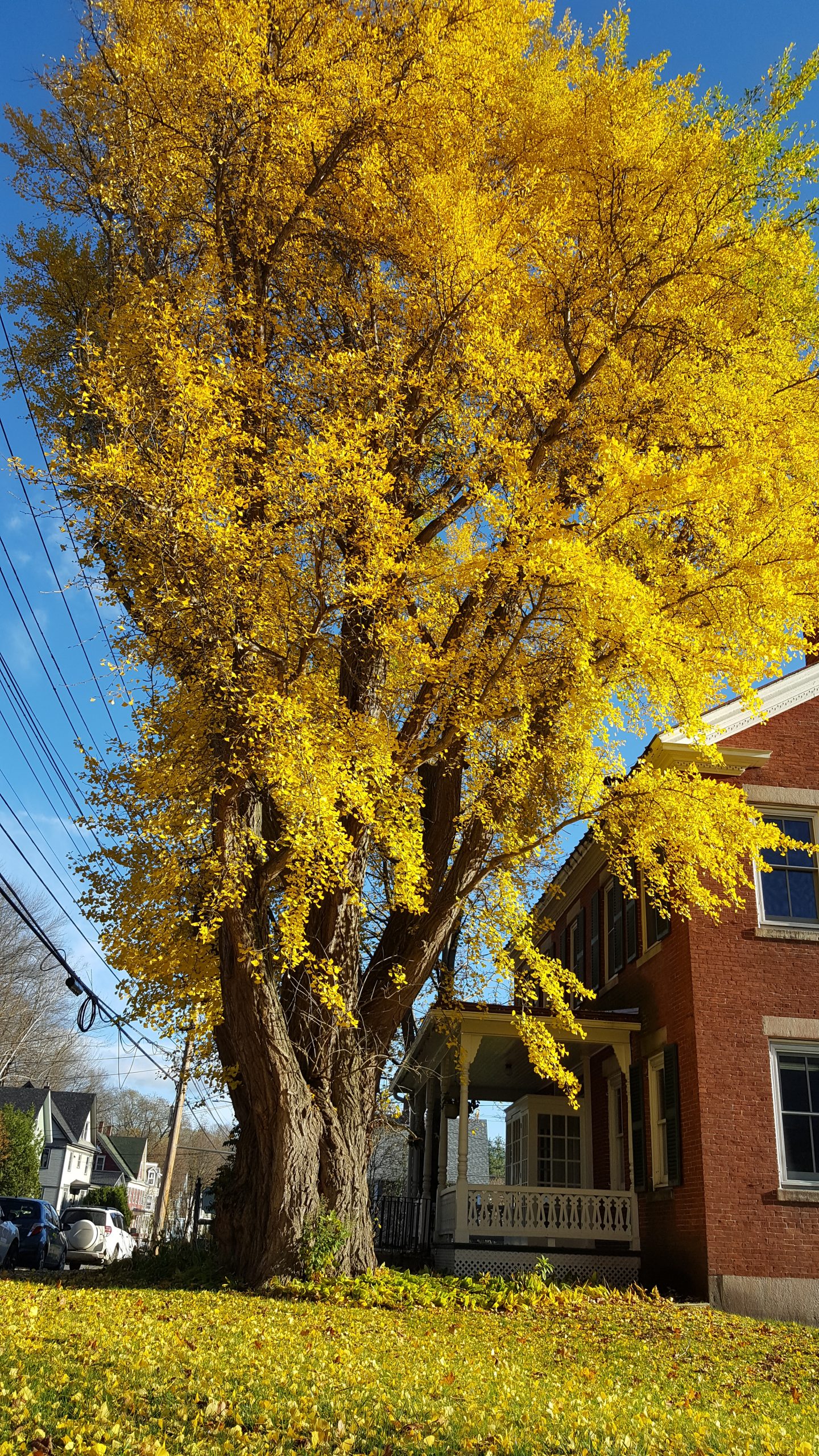 When the Ginkgo Tree Drops Its Leaves The Montpelier Bridge
