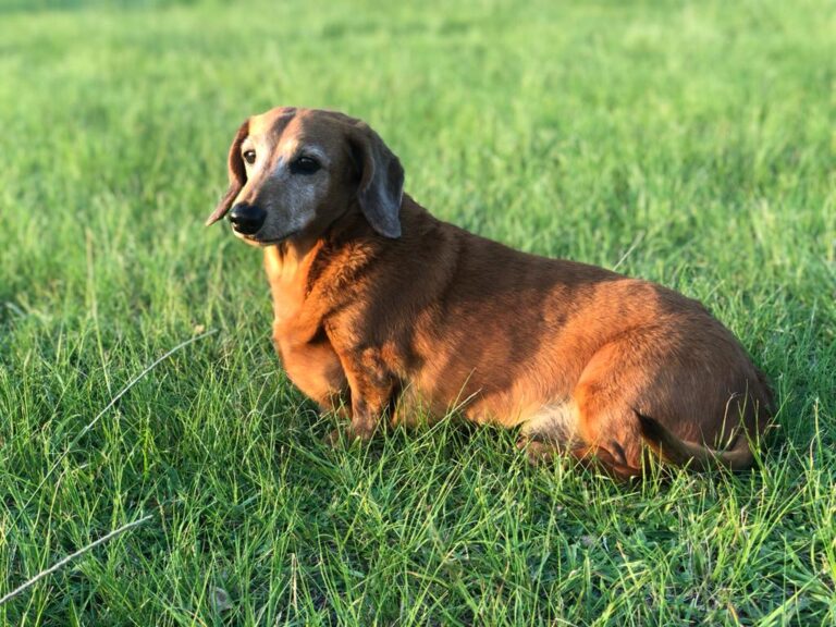 Montusi Mumble Rigby & Mr Baboon Montusi Mountain Lodge