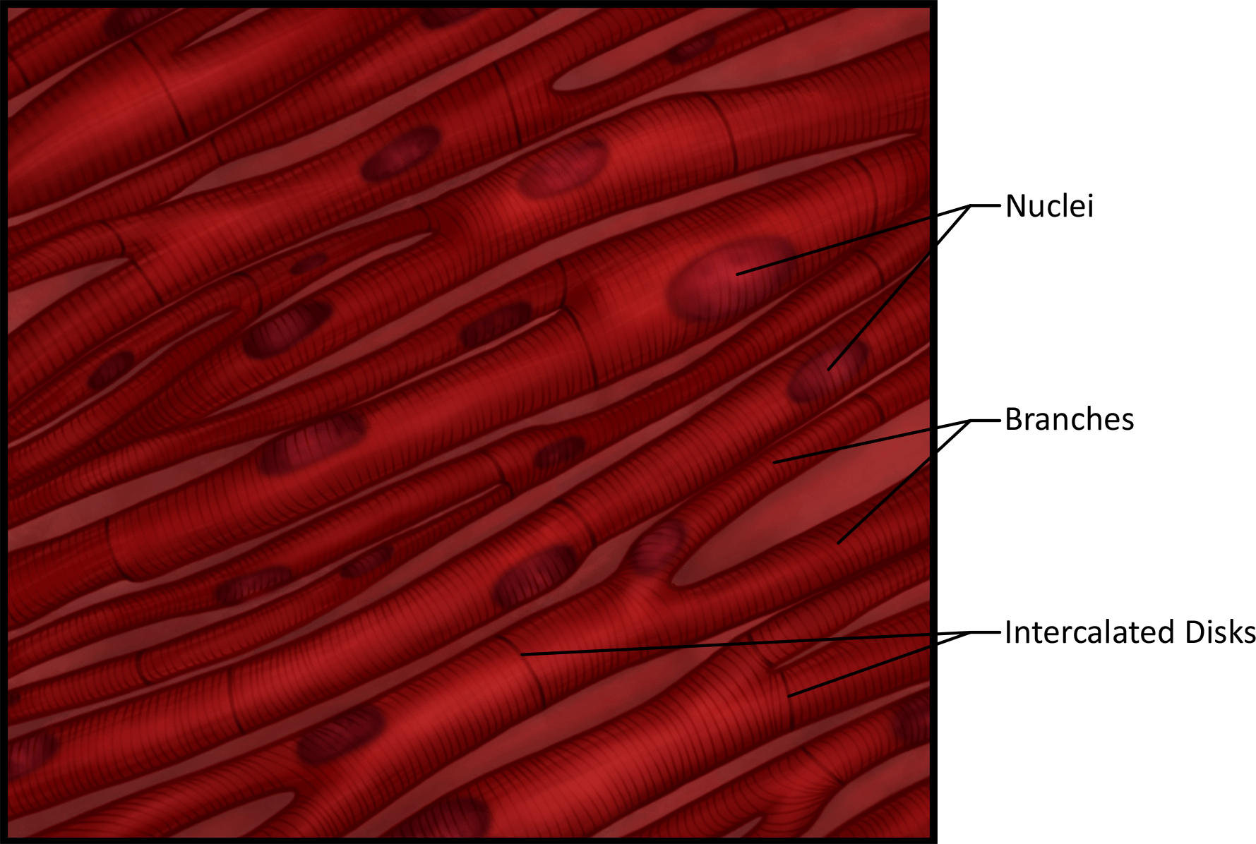 Types of Muscle Tissues, Cellular Anatomy and the Functional Unit of