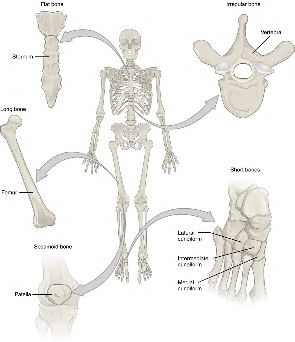 Bone Classification