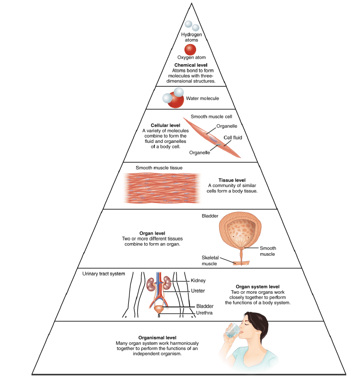 Levels Of Organization