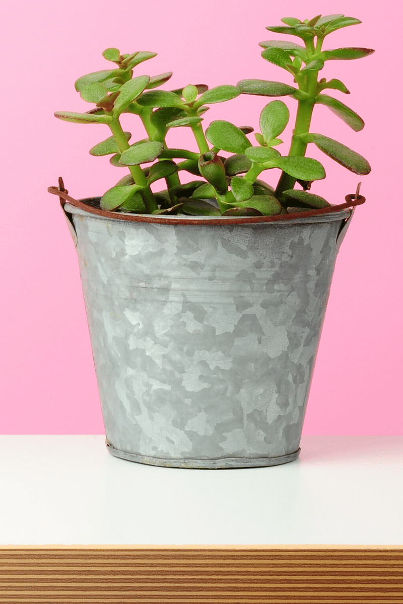 Crassula Ovata Jade Plant Care Moody Blooms Moody Blooms