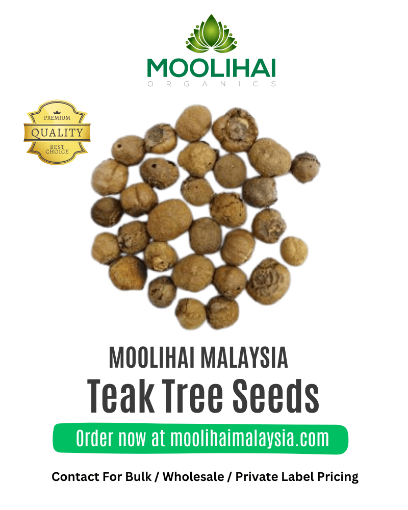 Teak Tree Seeds (Tectona Grandish) Moolihai Malaysia