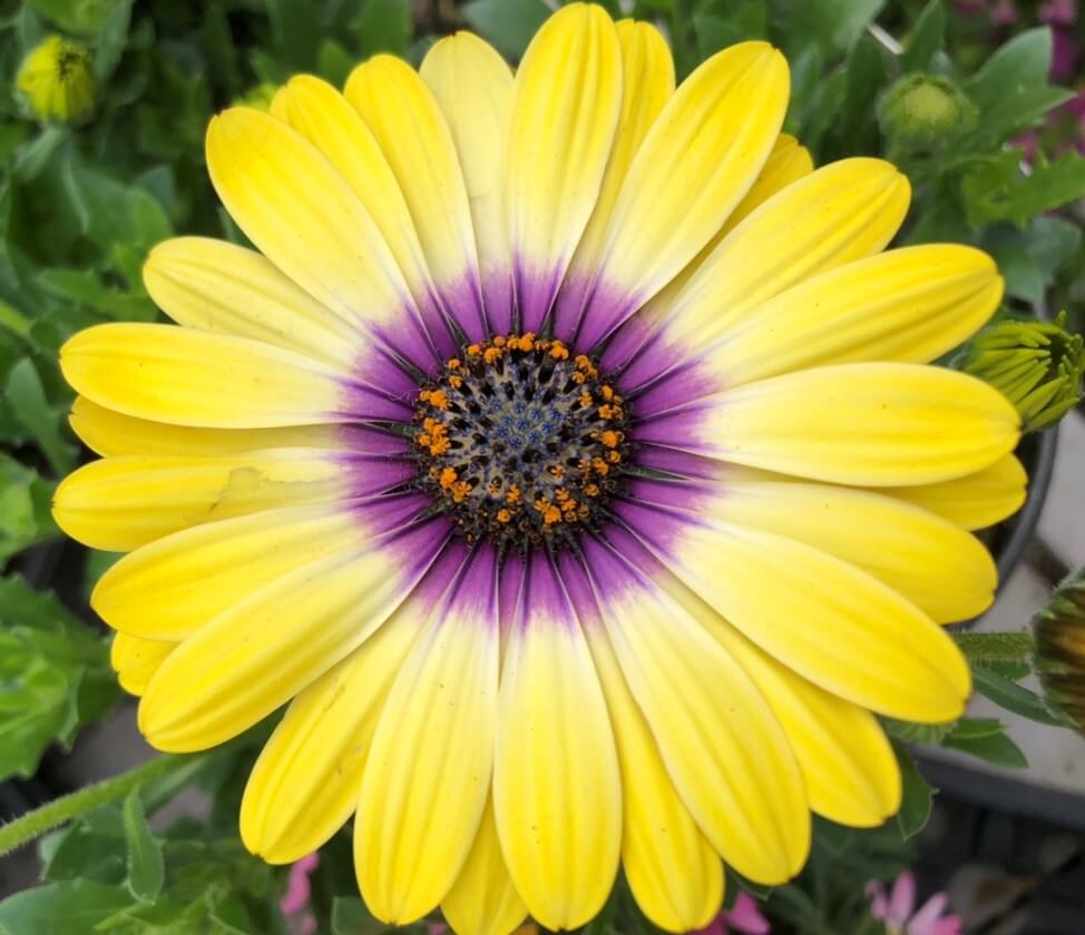 perennial yellow daisy Moonfire and Sun Garden Center