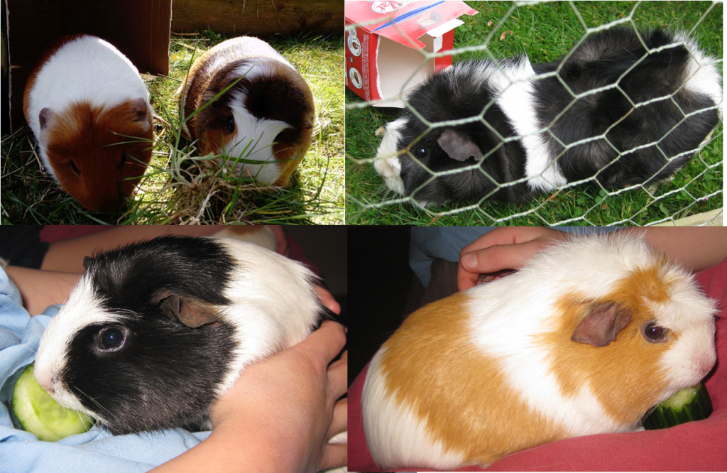 Guinea Pig Boarding Rabbit/guinea pig/hamster/gerbil boarding in