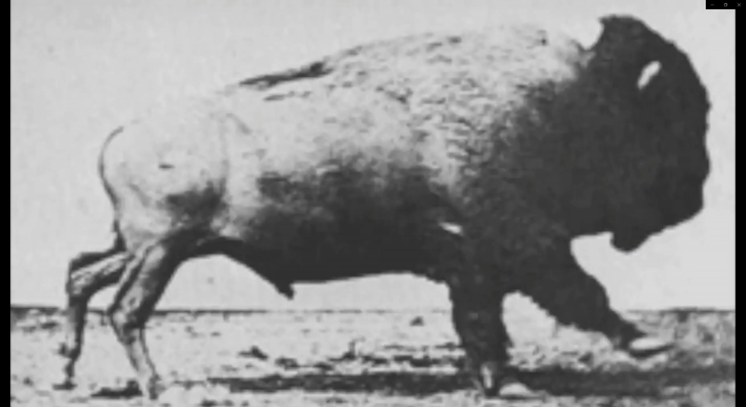 Buffalo Running (1833) moonflix Restored Classic Films