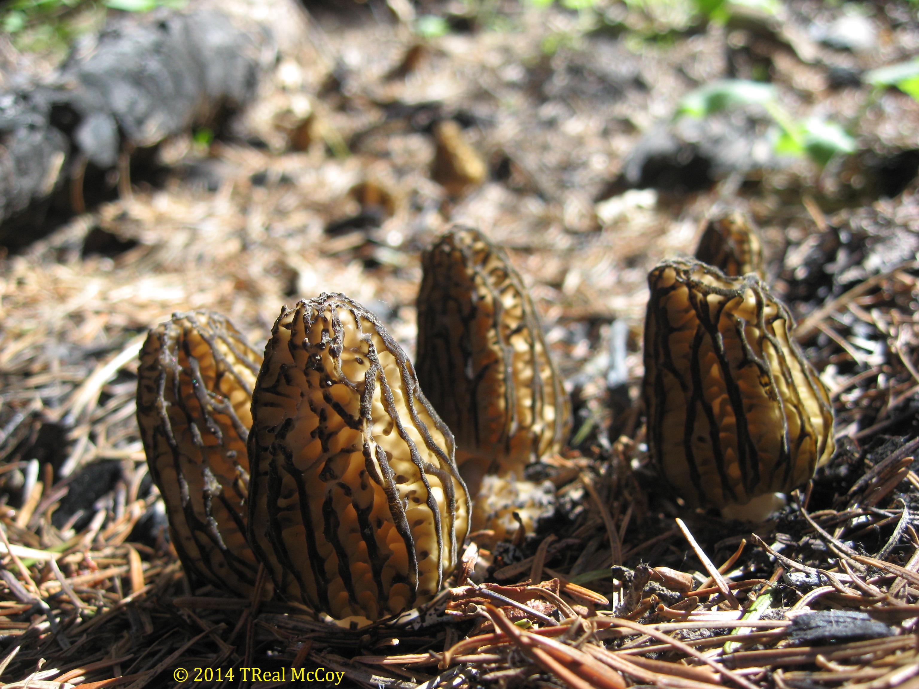 Black Morel Mushrooms Fresh and Dried Morels for Sale