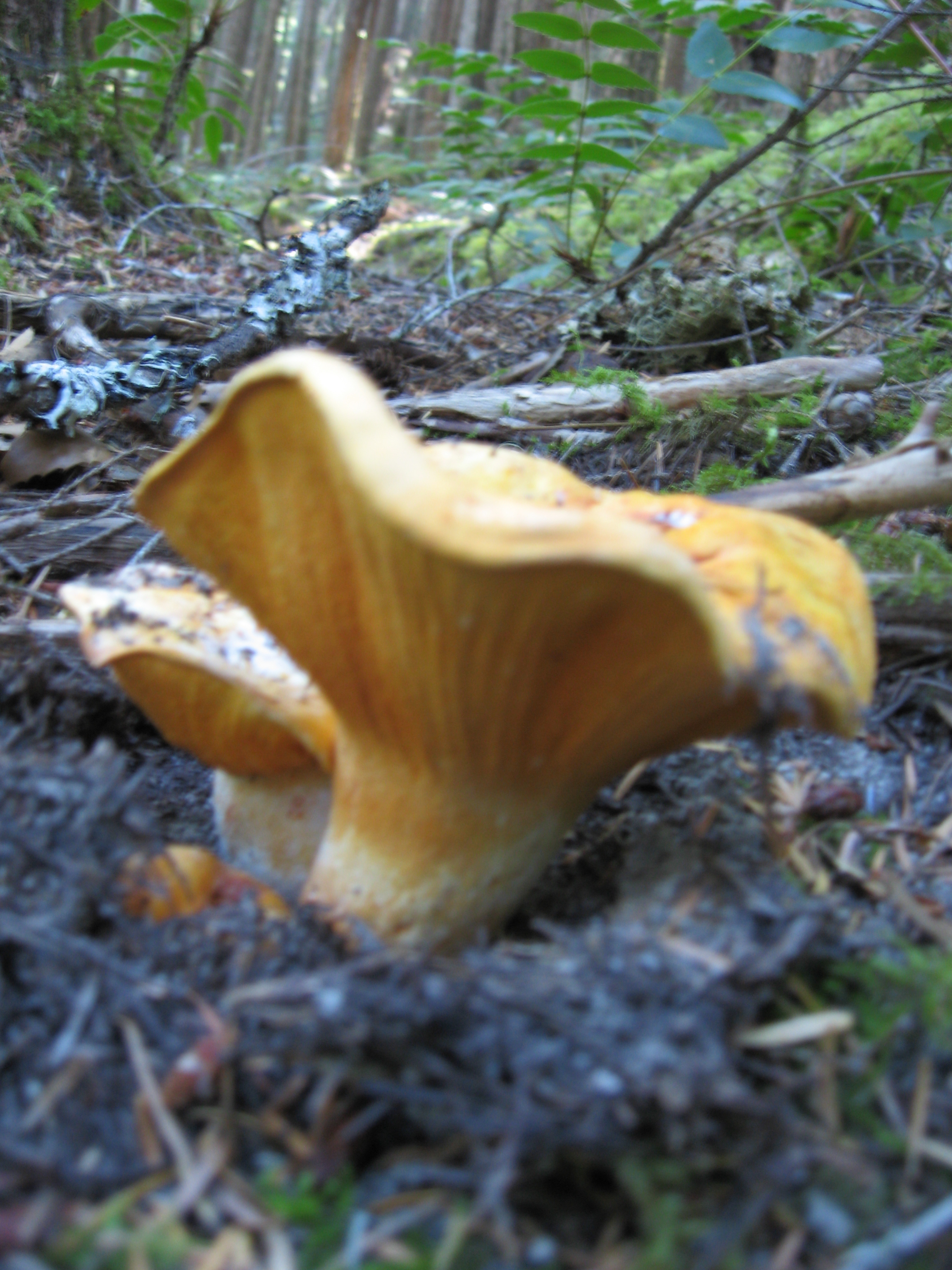 Lobster Mushrooms Fresh and Dried Lobster Mushrooms for Sale