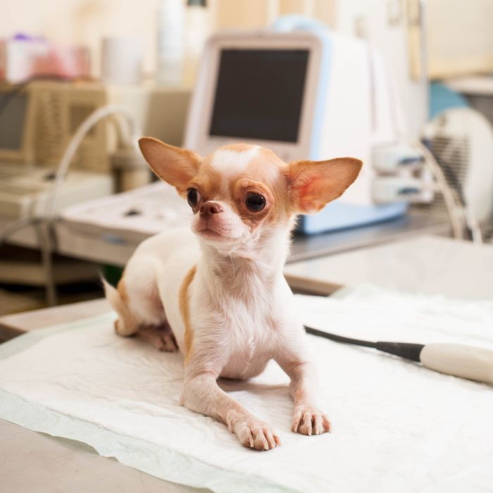 Encinitas, CA 92024 Veterinary Services Tell Tail Moonlight