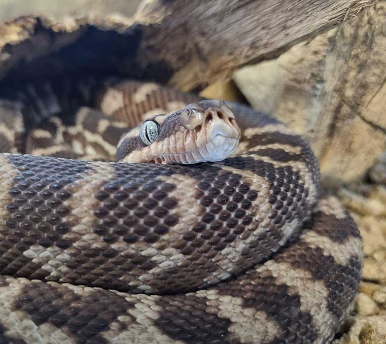Carpet Pythons Moonlit Sanctuary